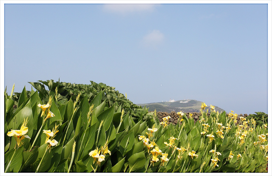 뽀요요 펜션&카페, 우도펜션,우도 펜션, 제주도 펜션